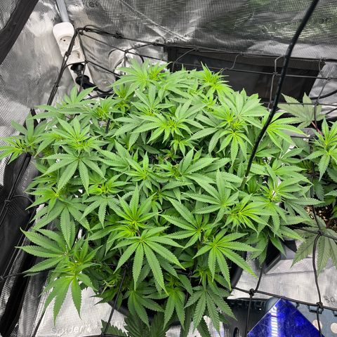 Wedding Cake growlog timeline photo