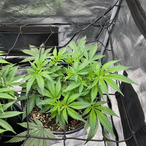 Wedding Cake #2 growlog timeline photo