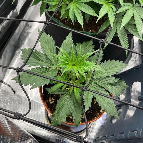 Desfran growlog timeline photo