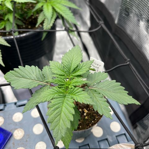 Silver Haze growlog timeline photo