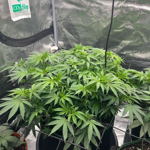 Wedding Cake growlog timeline photo