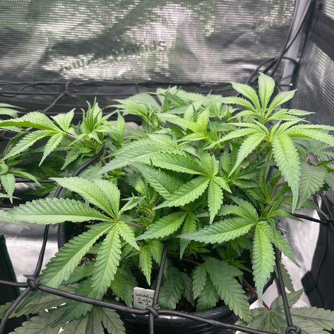 Wedding Cake #2 growlog timeline photo