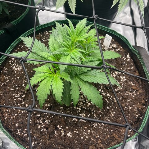 Desfran growlog timeline photo