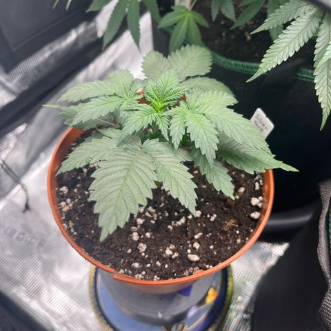 Silver Haze growlog timeline photo