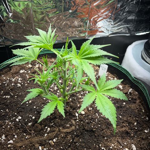 Desfran growlog timeline photo