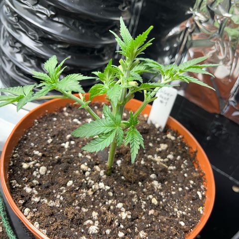 Silver Haze growlog timeline photo