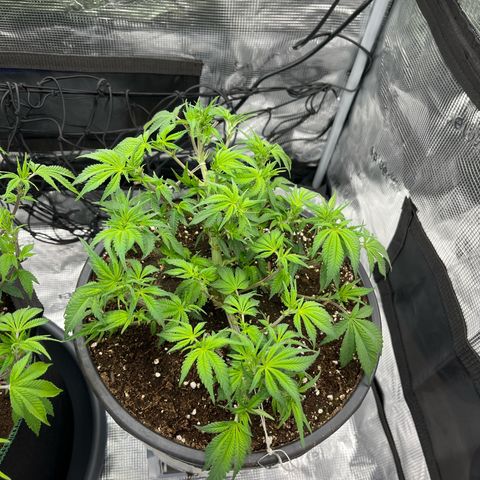 Wedding Cake #2 growlog timeline photo