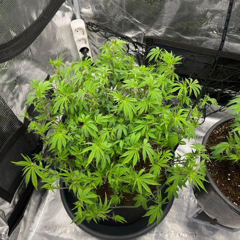 Wedding Cake growlog timeline photo