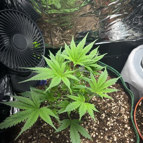 Desfran growlog timeline photo