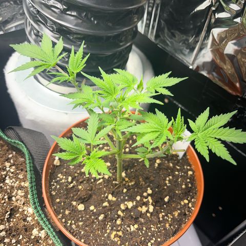 Silver Haze growlog timeline photo