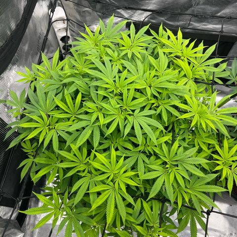 Wedding Cake growlog timeline photo