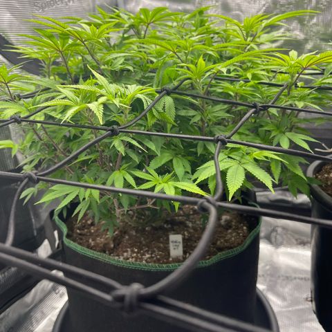 Wedding Cake growlog timeline photo