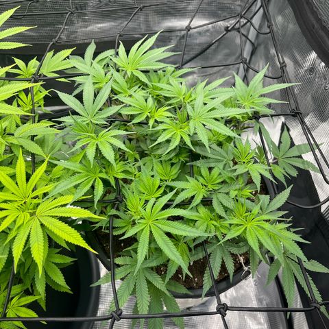 Wedding Cake #2 growlog timeline photo
