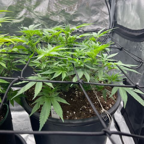 Wedding Cake #2 growlog timeline photo