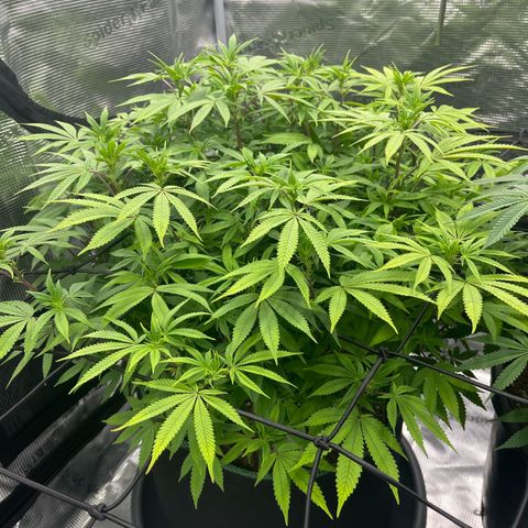 Wedding Cake growlog timeline photo
