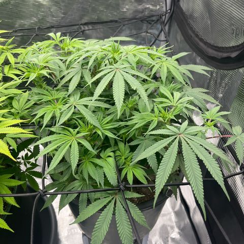 Wedding Cake #2 growlog timeline photo