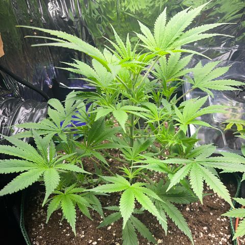 Desfran growlog timeline photo