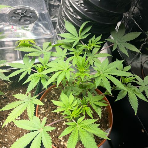 Silver Haze growlog timeline photo