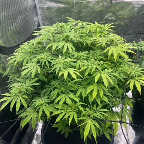 Wedding Cake growlog timeline photo