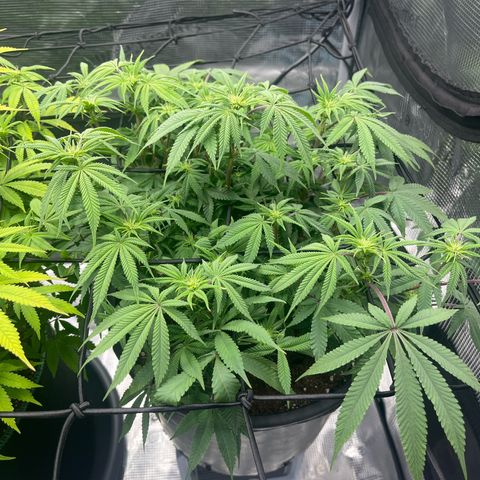 Wedding Cake #2 growlog timeline photo