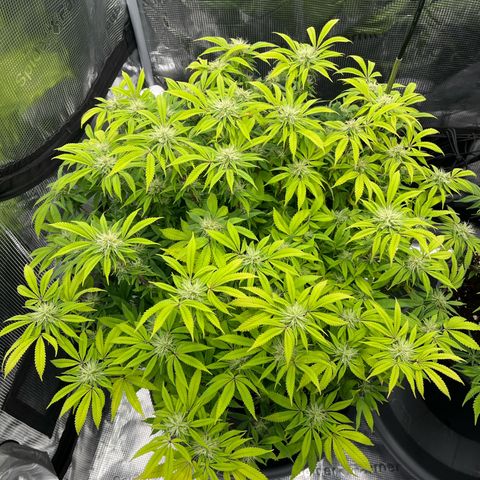 Wedding Cake growlog timeline photo