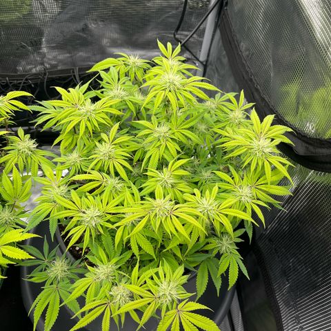 Wedding Cake #2 growlog timeline photo