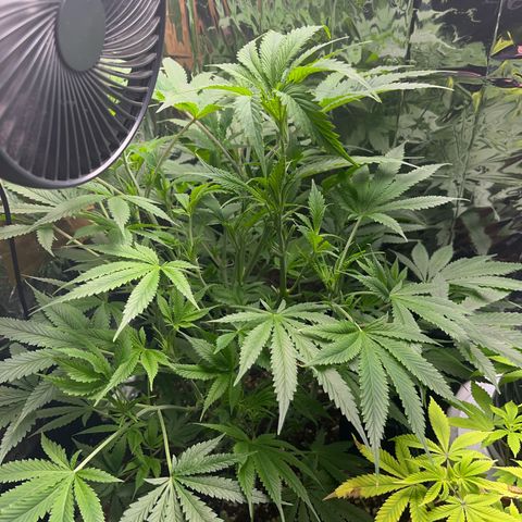 Desfran growlog timeline photo