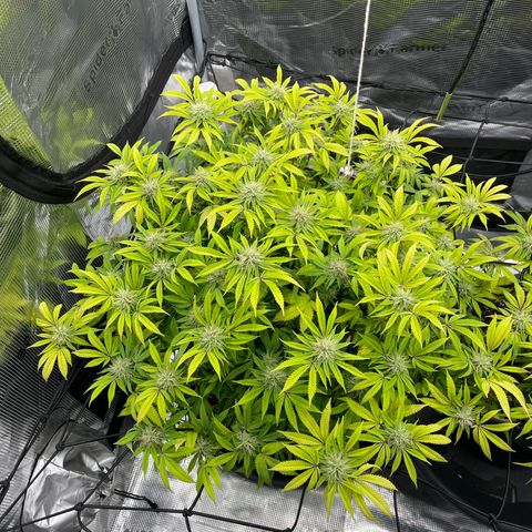Wedding Cake growlog timeline photo
