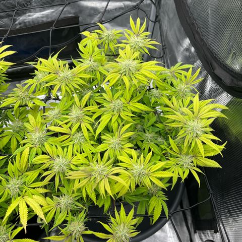 Wedding Cake #2 growlog timeline photo