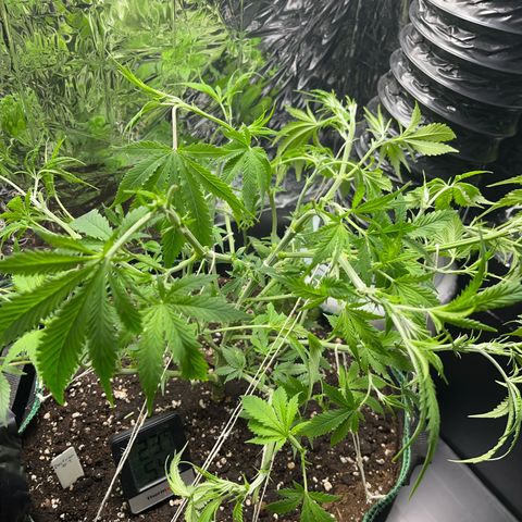 Desfran growlog timeline photo