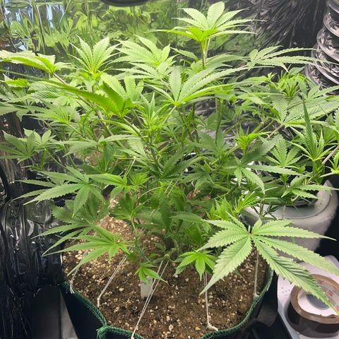 Desfran growlog timeline photo