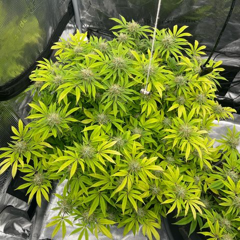 Wedding Cake growlog timeline photo