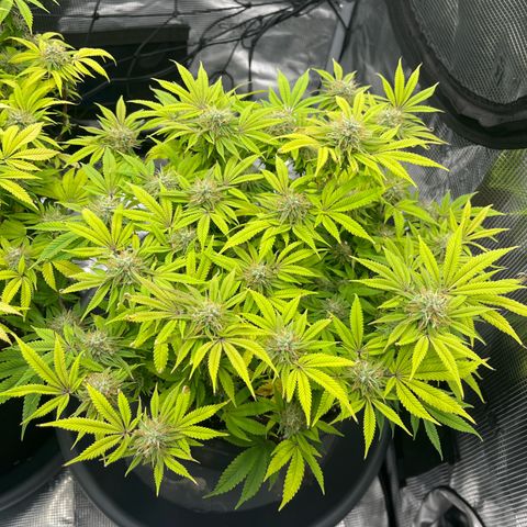 Wedding Cake #2 growlog timeline photo