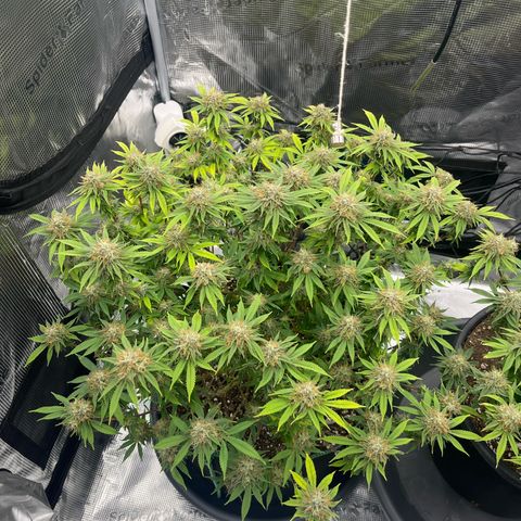 Wedding Cake growlog timeline photo