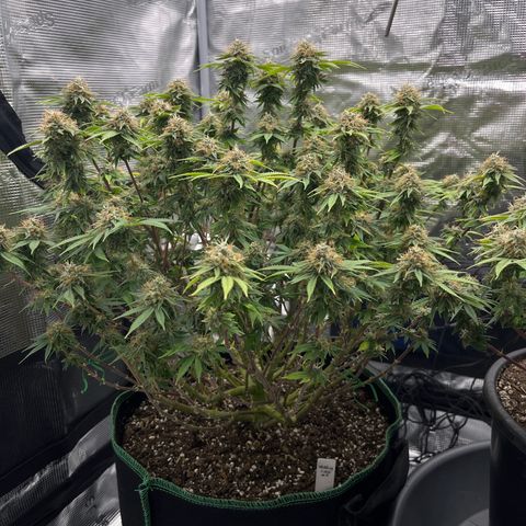 Wedding Cake growlog timeline photo
