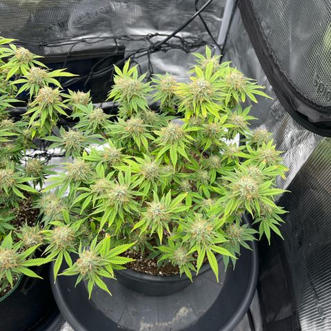 Wedding Cake #2 growlog timeline photo