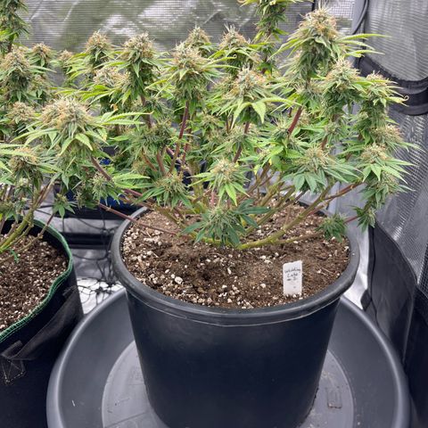 Wedding Cake #2 growlog timeline photo