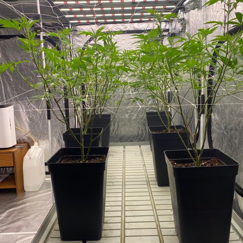 OG 24K growlog timeline photo