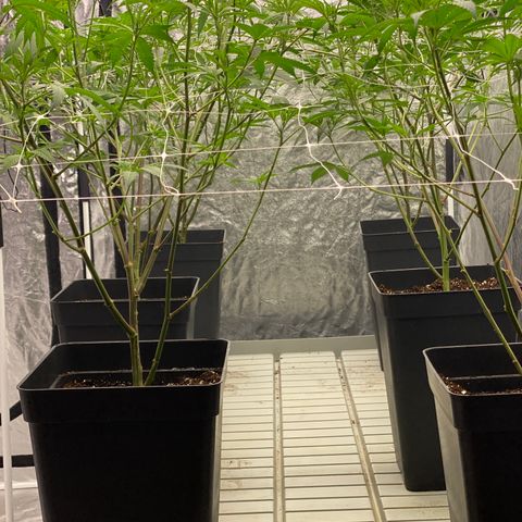 OG 24K growlog timeline photo