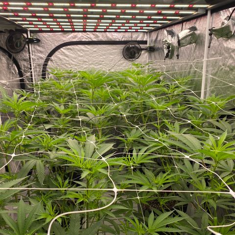 OG 24K growlog photo: 💪💪💪💪