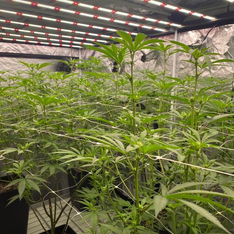 OG 24K growlog photo: Vamos good. 