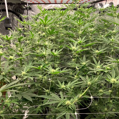 OG 24K growlog photo: Divinas 