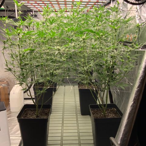 OG 24K growlog photo: Divinas 