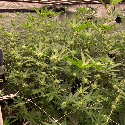 OG 24K growlog photo: Divinas 
