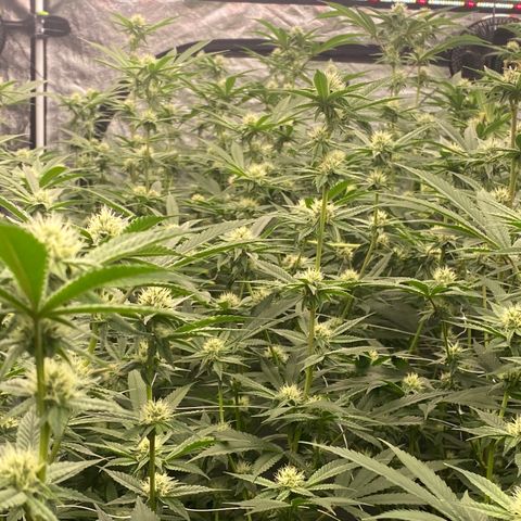 OG 24K growlog timeline photo