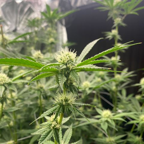 OG 24K growlog timeline photo