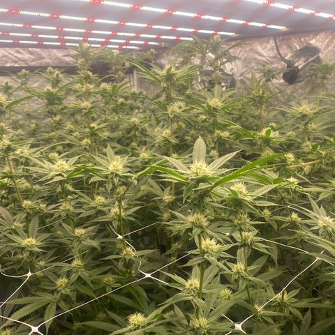 OG 24K growlog timeline photo