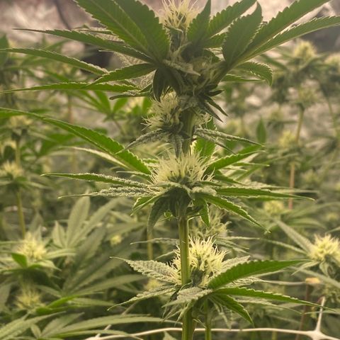 OG 24K growlog timeline photo