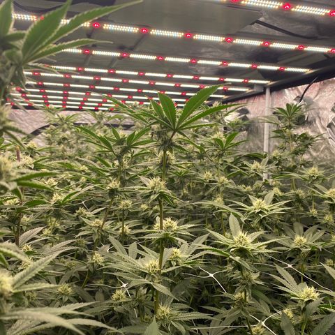OG 24K growlog photo: 💪💪💪💪