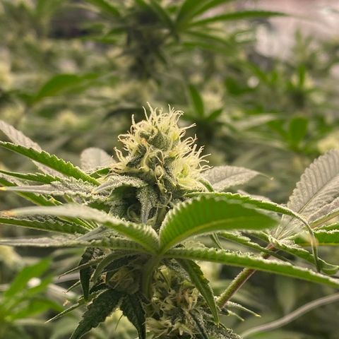 OG 24K growlog photo: 💪💪💪💪